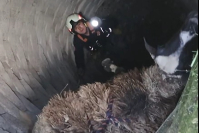 Kuyuya düşen koyunu itfaiye kurtardı