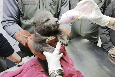 Orman işçilerinin bulduğu yavru ayı "Bulut"a özel bakım