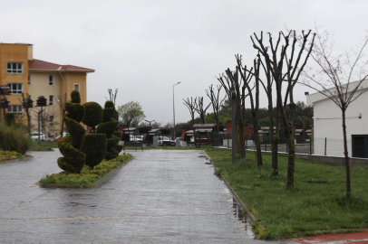 Muğla’da ağaçlara gençlik aşısı