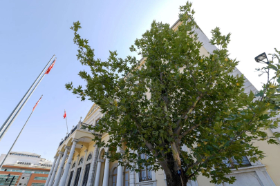 İzmir'in yeni sembolü olacak... Konak’a 'Doğu Çınarı' dikildi