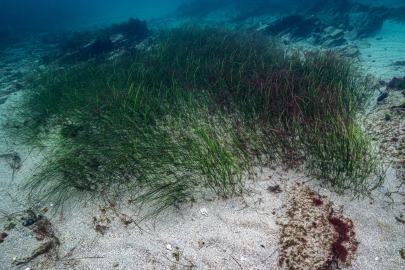 Prof. Dr. Mustafa Sarı'dan 'deniz çayırları' için acil önlem çağrısı!