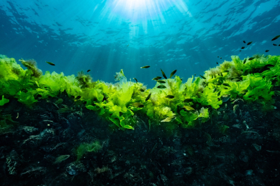 Prof. Dr. Sarı: Suya şaşı bakmayalım