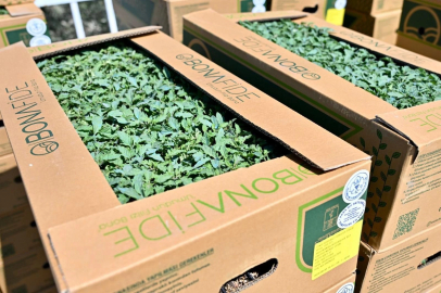 Manisa Gördes’te üreticinin yüzü güldü... Fideler bereketli toprakla buluşuyor