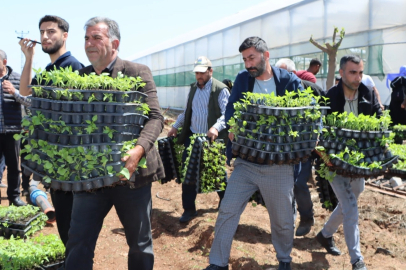 Çiftçiye 1 milyon fide desteği