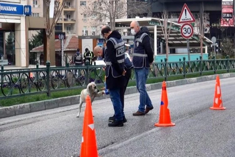 Bursa'da polislerin sokak köpeklerine şefkat eli
